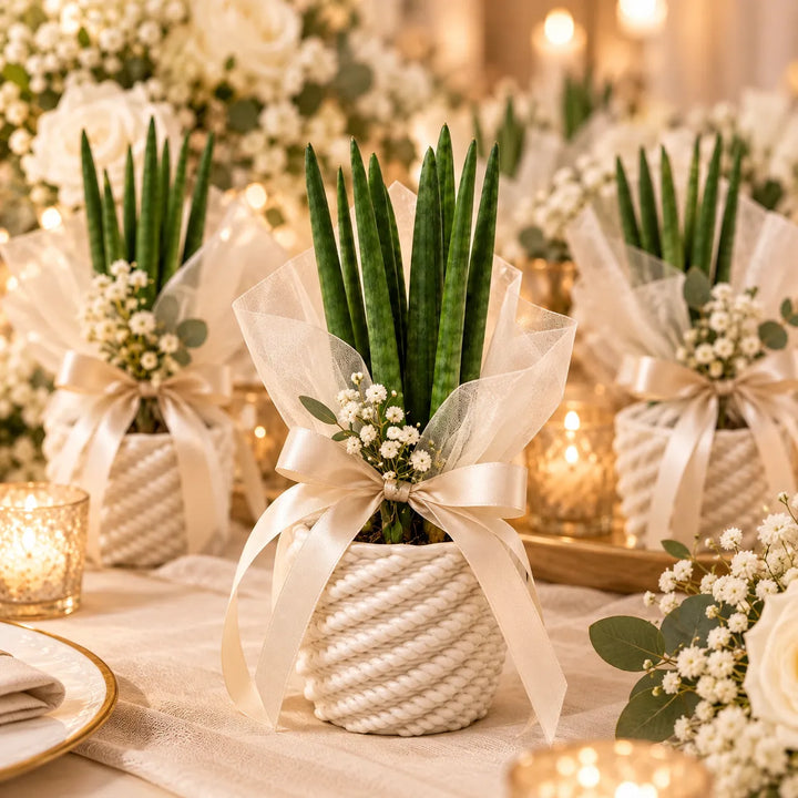 Sansevieria cylindrica in vaso di ceramica Carina decorata con fiocco e fiori, bomboniera green per matrimonio e cerimonie