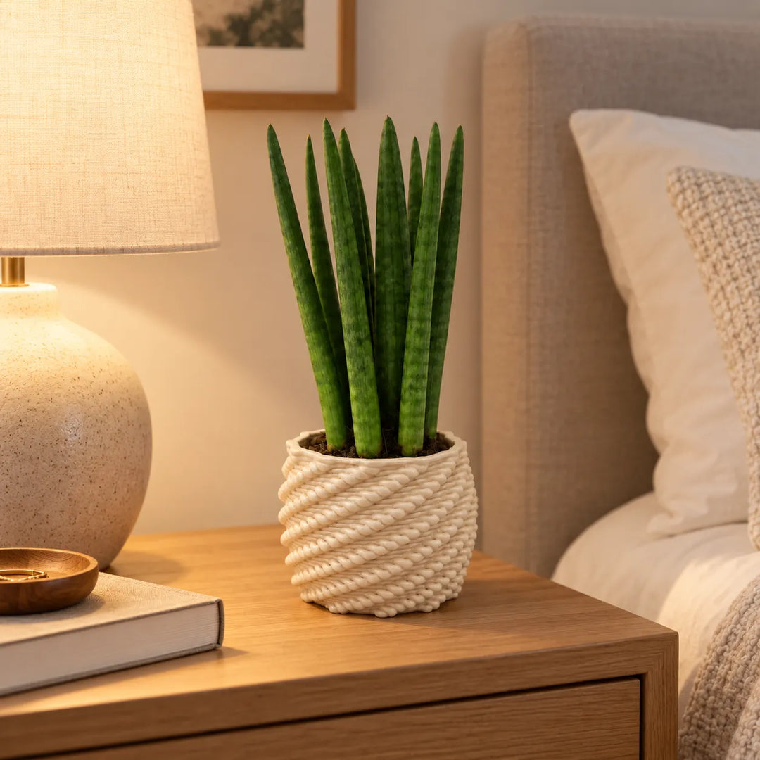 Sansevieria cylindrica in vaso di ceramica Made in Italy Carina bianco, ambientata su comodino in camera da letto