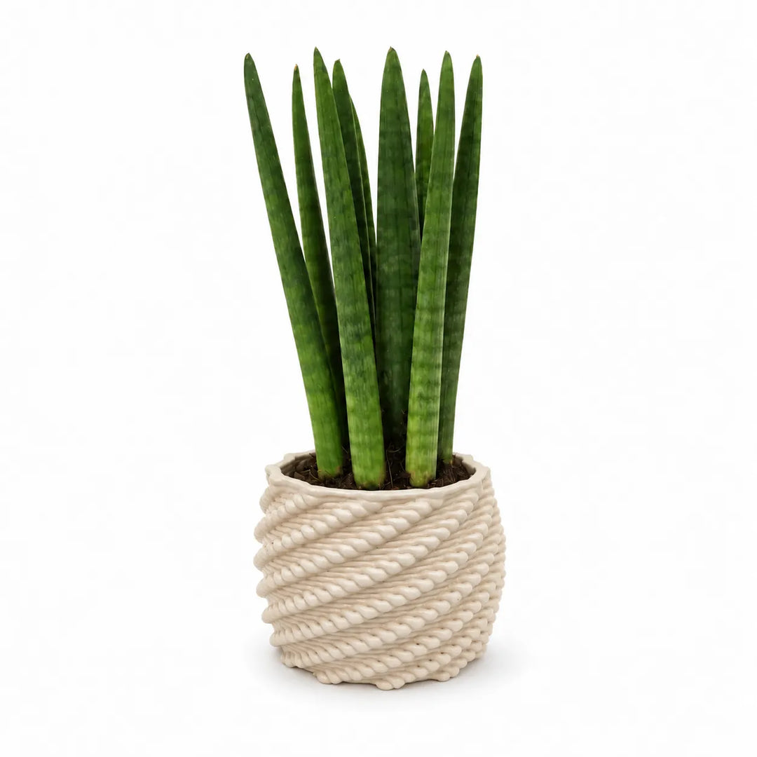 Sansevieria cylindrica in vaso di ceramica Made in Italy Carina bianco, ambientata su consolle in un ingresso moderno