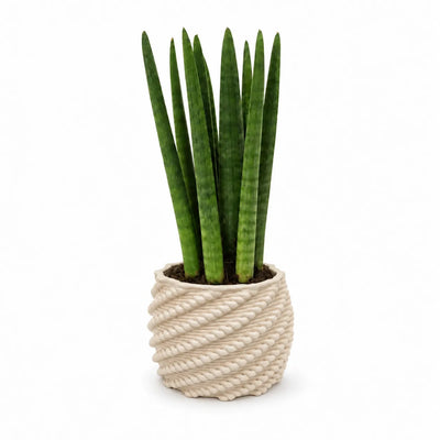 Sansevieria cylindrica D.10 cm in vaso di ceramica Carina