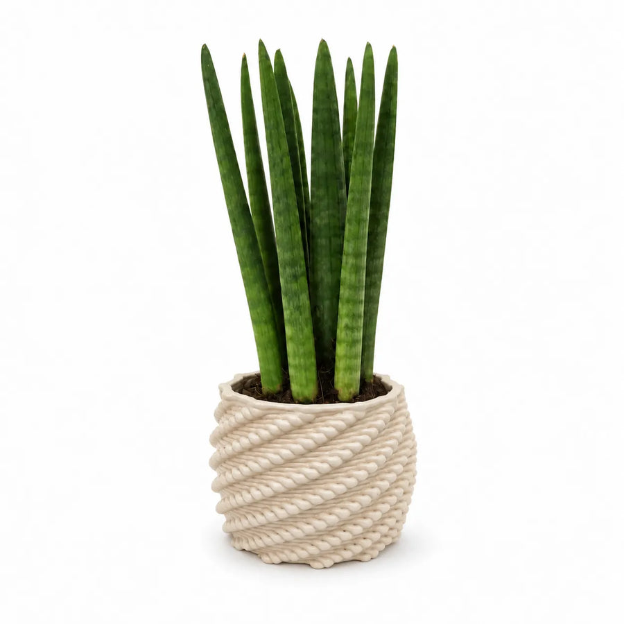 Sansevieria cylindrica in vaso di ceramica Made in Italy Carina bianco, ambientata su consolle in un ingresso moderno