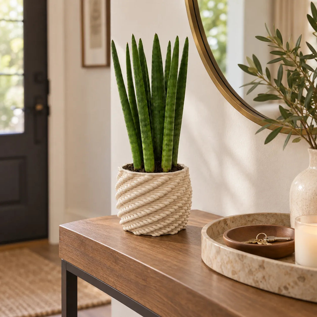 Sansevieria cylindrica dalle foglie cilindriche erette in vaso Carina bianco in un ingresso moderno