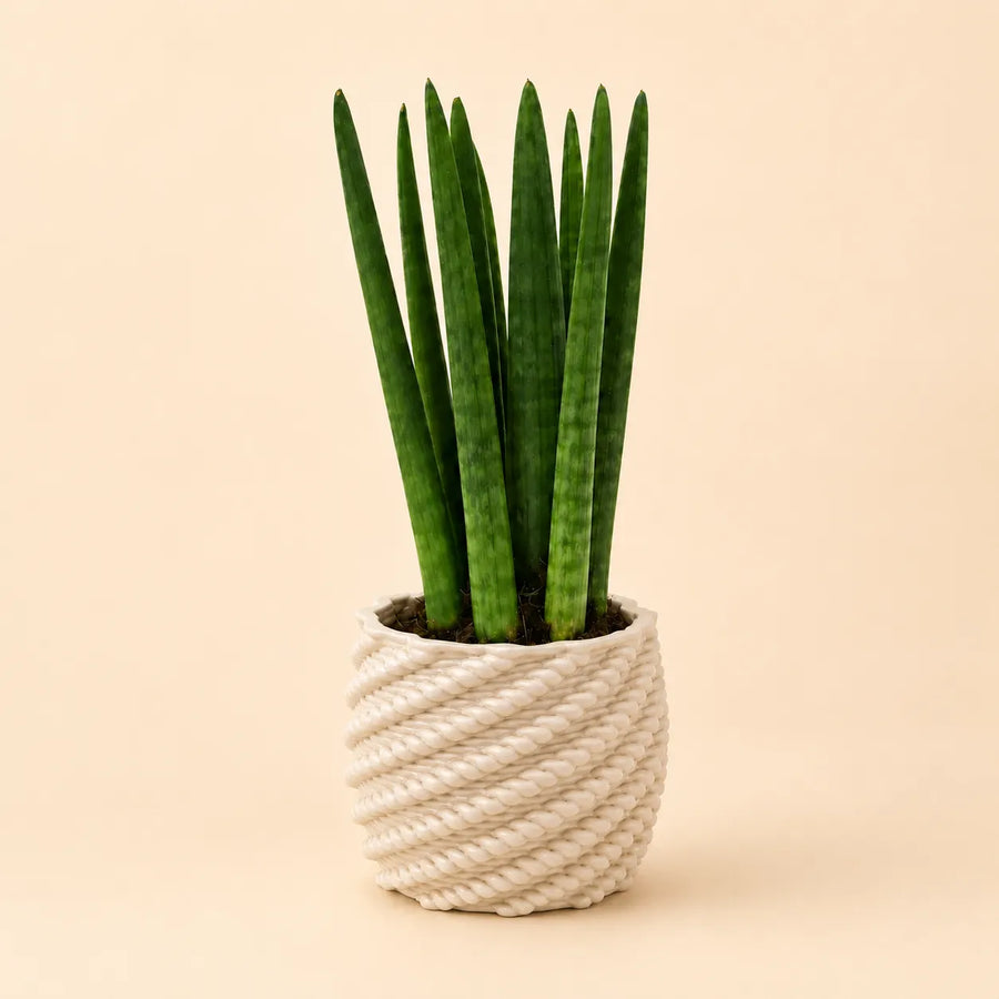 Sansevieria cylindrica in vaso di ceramica Made in Italy Carina bianco con lavorazione intrecciata su sfondo neutro