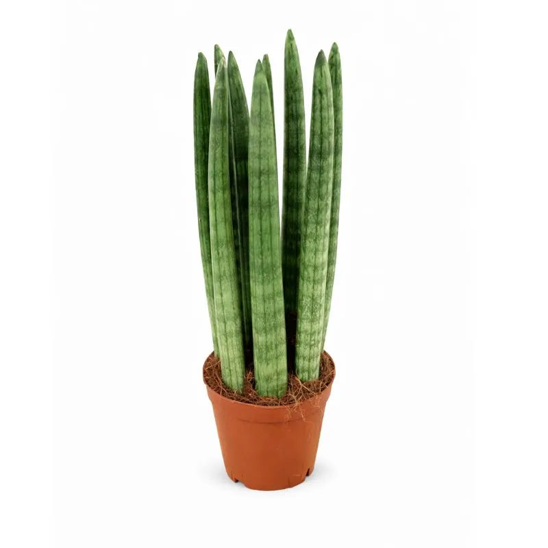 Sansevieria Cylindrica - pianta in vaso di plastica D.10 H.30 cm