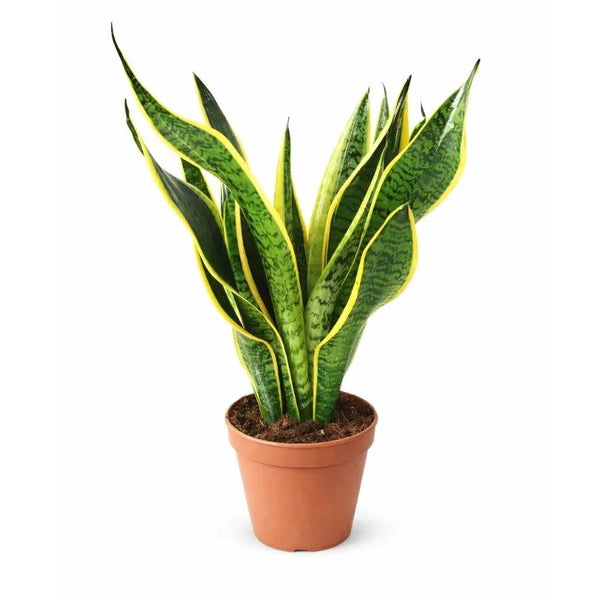 Sansevieria superba D.14 H.40