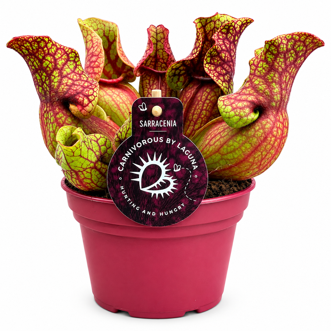 Sarracenia Venosa D.12 H.20 cm