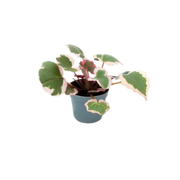 Mini Saxifraga Stolonifera - pianta compatta con foglie variegate in vaso