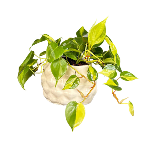 Filodendro Scandens Brasil en maceta de cerámica Mana ovalada