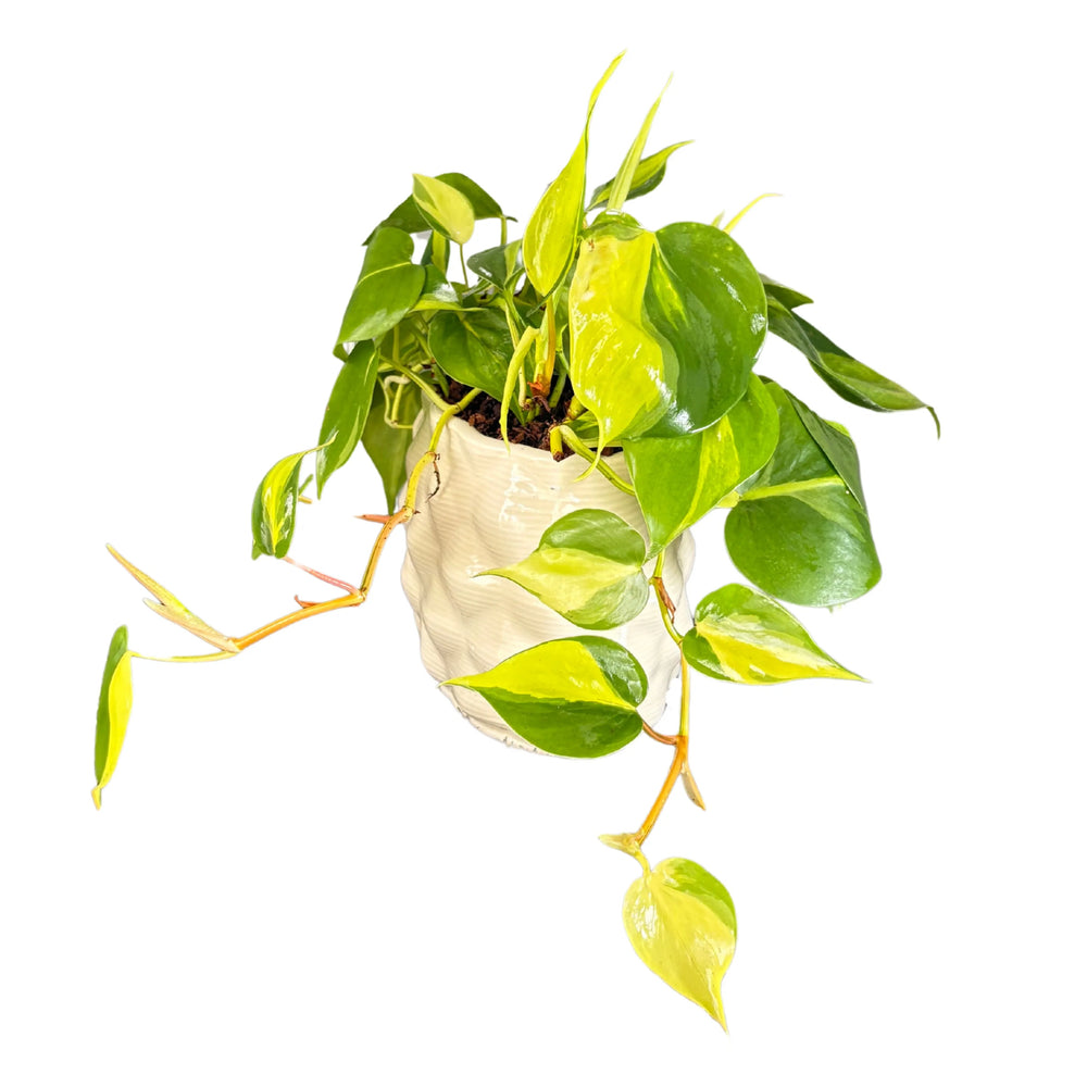 Philodendron Scandens Brasil in vaso - vista laterale con crescita espansa su sfondo chiaro