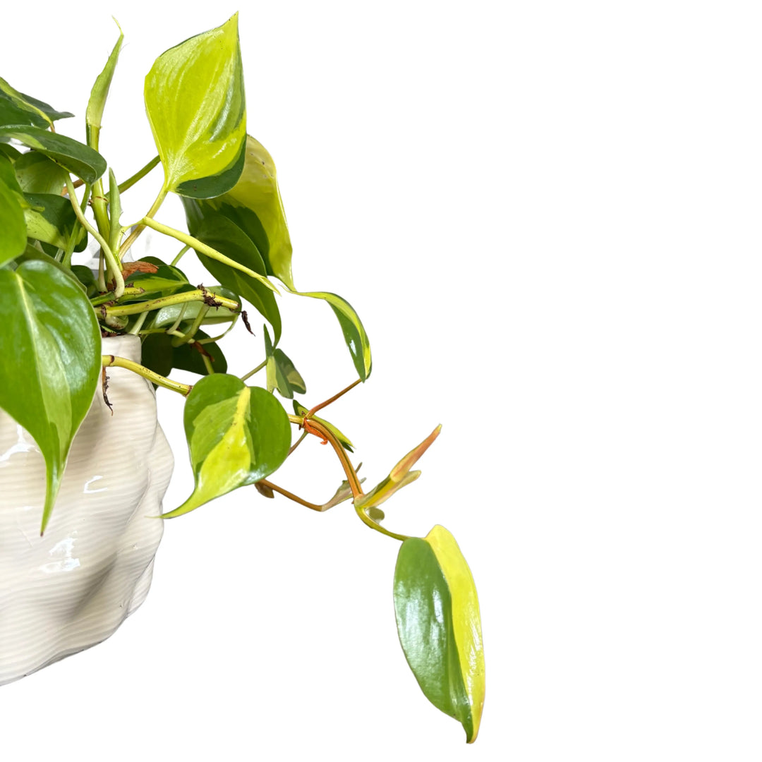 Philodendron Scandens Brasil - dettaglio ravvicinato delle foglie variegate giallo-verdi