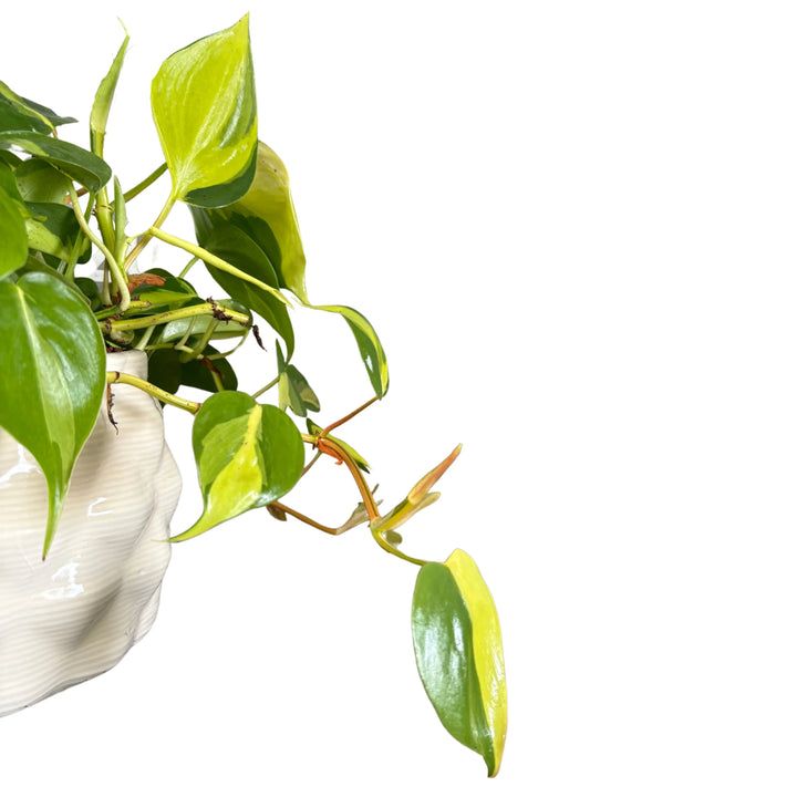 Philodendron Scandens Brasil - dettaglio ravvicinato delle foglie variegate giallo-verdi