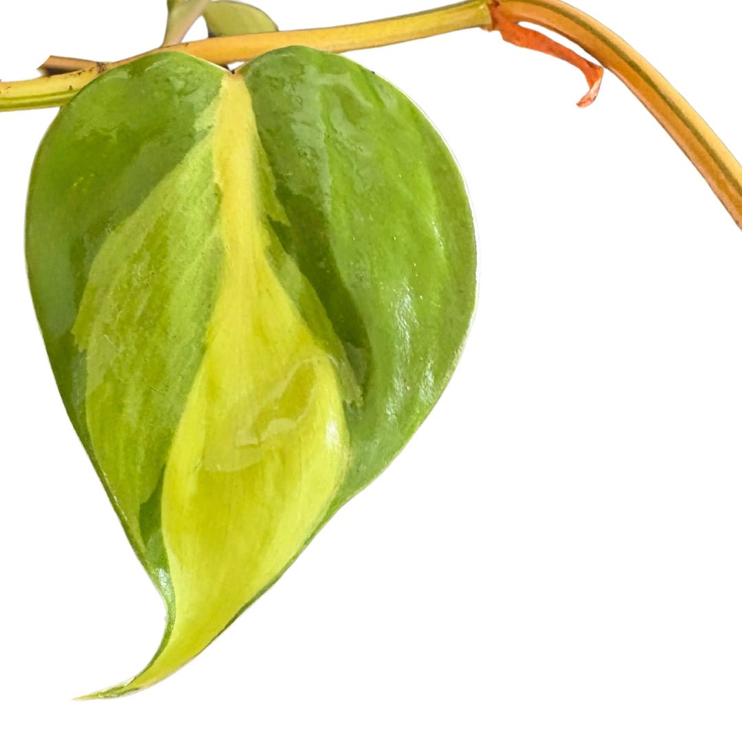 Philodendron Scandens Brasil - particolare di una foglia a forma di cuore con variegatura intensa