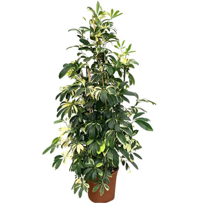 Schefflera gold capella H.130 cm