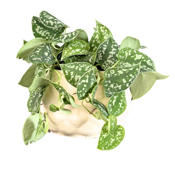 Scindapsus pictus Argyraeus in oval ceramic Mana pot