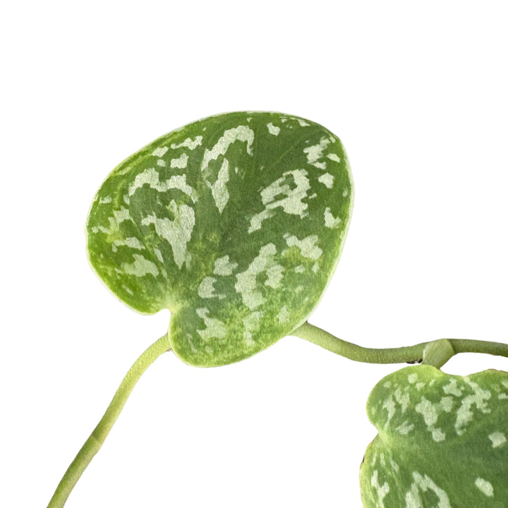 Scindapsus Pictus - primo piano su foglia a cuore con variegatura argentea
