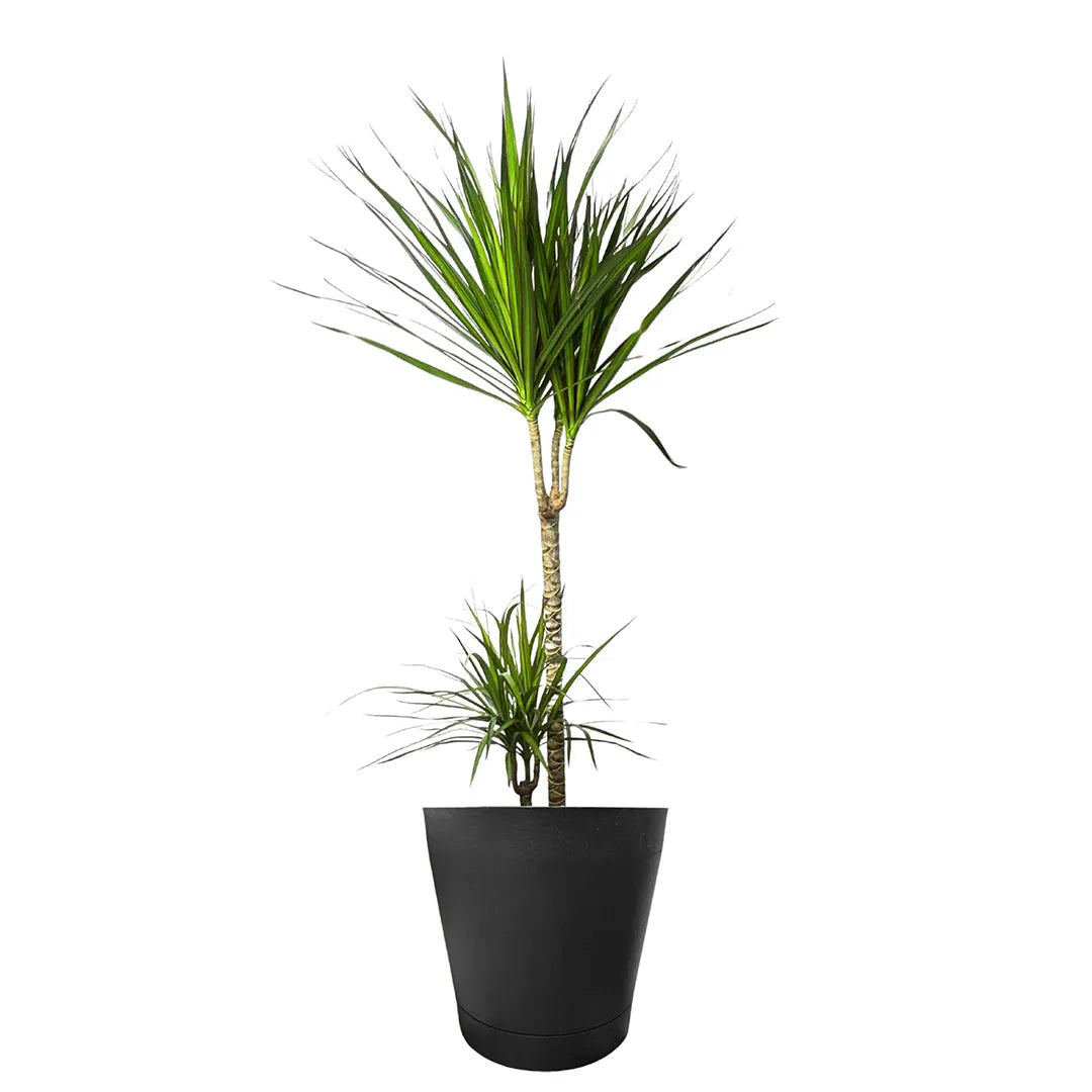 Dracaena Marginata 100cm - pianta in vaso da 24cm su sfondo chiaro, ideale per interni