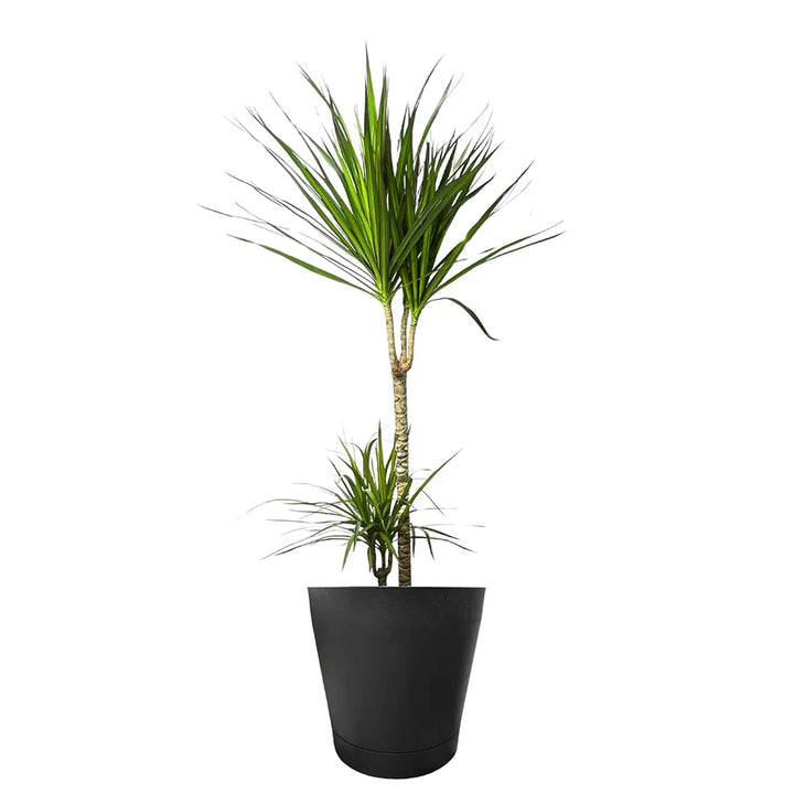 Dracaena Marginata 100cm - pianta in vaso da 24cm su sfondo chiaro, ideale per interni