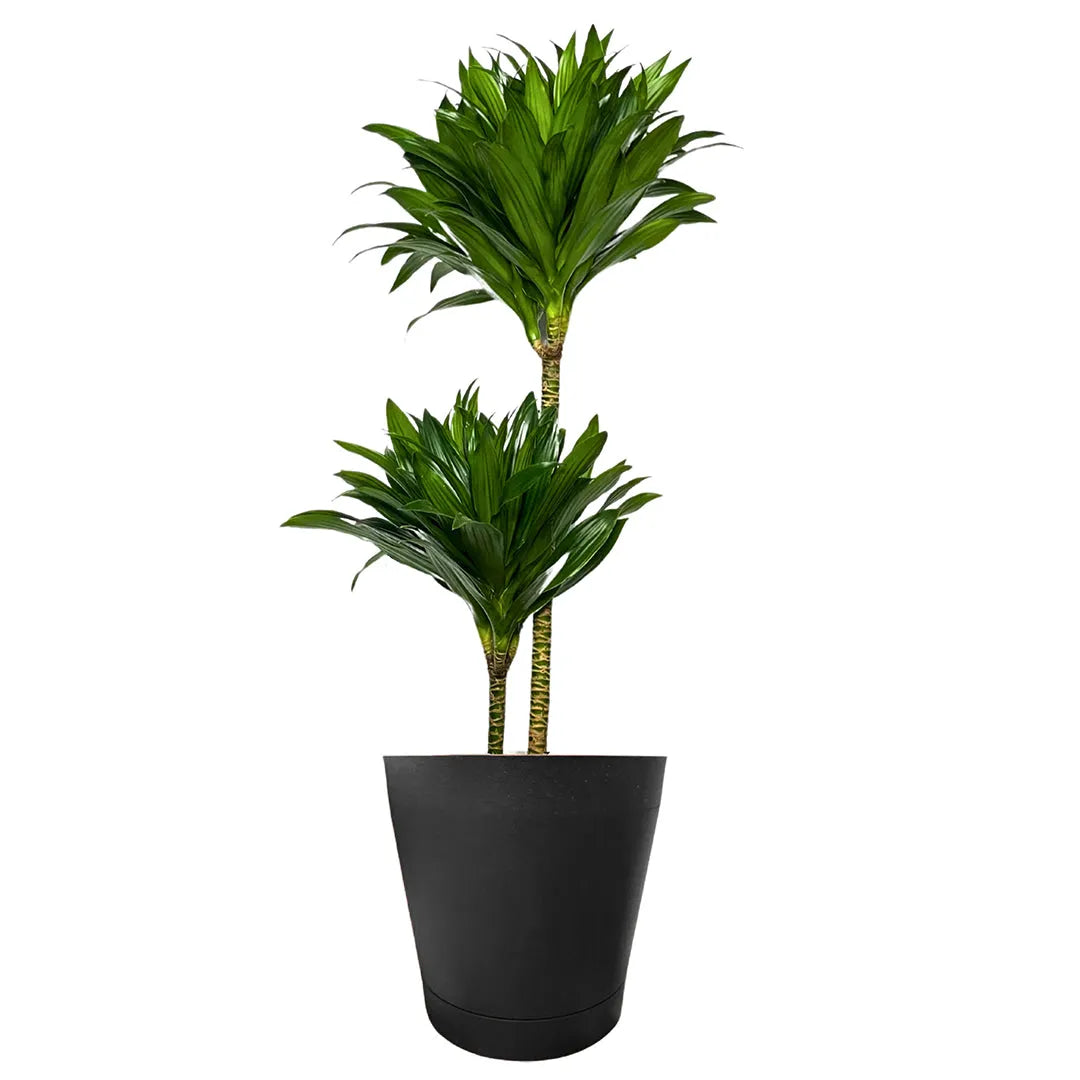 Dracaena Compacta - dettaglio della rosetta di foglie compatte