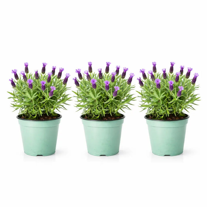 Pianta lavanda in vaso - Tris di piante lavanda con fiori viola, perfette per balconi e terrazzi
