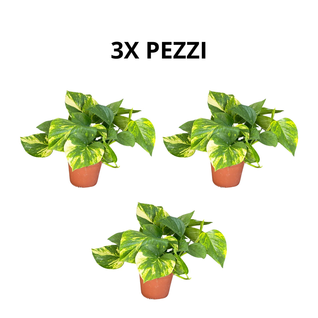 Pothos aurea - illustrazione del set da 3 piante con dimensioni e caratteristiche principali