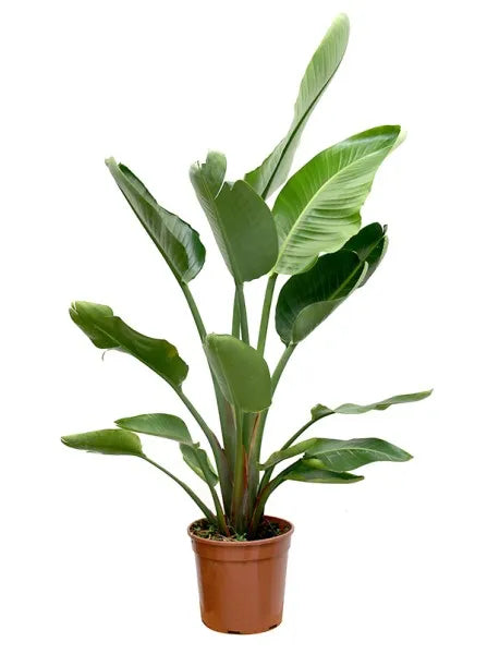 Strelitzia nicolai D. 27 H. 130 cm