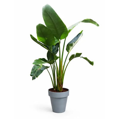 STRELITZIA IN VASO TIME D. 35 CM