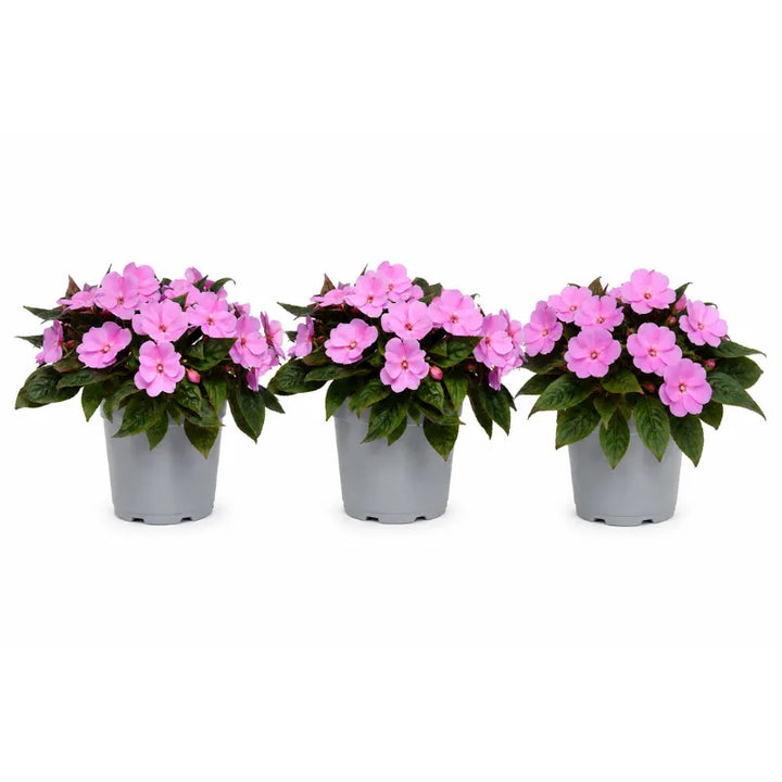 Piante di Sunpatients con fiori rosa coltivate in vaso ideali per balconi, terrazzi e giardini soleggiati.