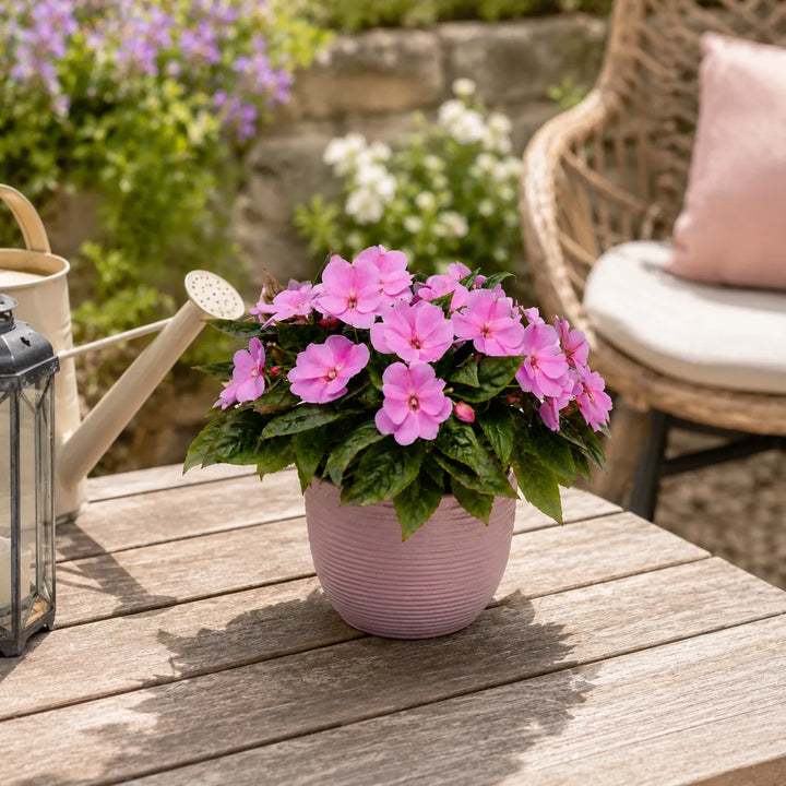 Composizione di Sunpatients rosa in vaso decorativo posizionata su tavolo da giardino in ambiente luminoso.