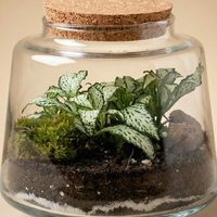 Dettaglio Fittonia bianca con muschio naturale e decorazioni minerali nel terrarium artigianale