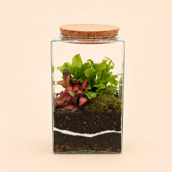 MUSEUM TERRARIUM 12X20