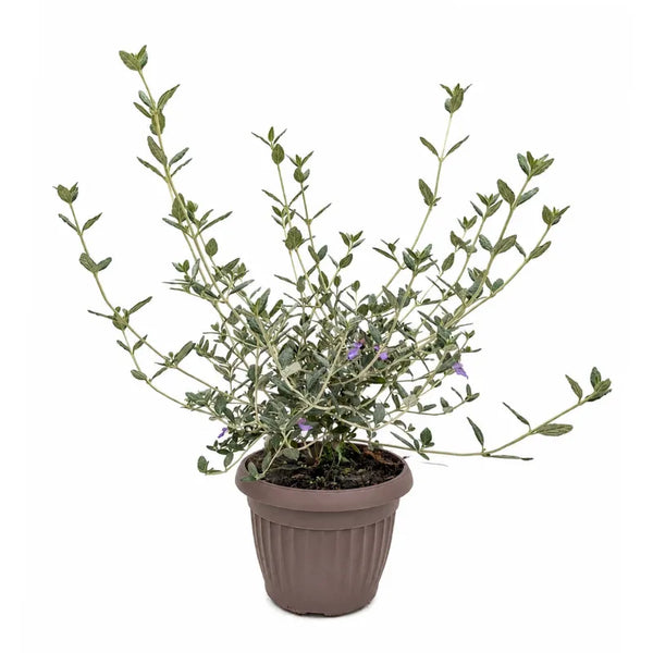 Teucrium Fruticans D.18 H.40 cm