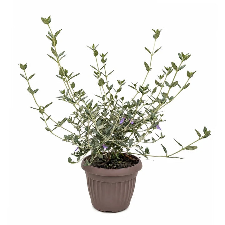 teucrium fruticans pianta mediterranea sempreverde in vaso marrone