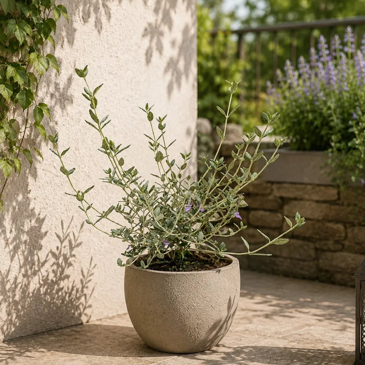 teucrium fruticans in vaso decorativo su terrazzo mediterraneo soleggiato
