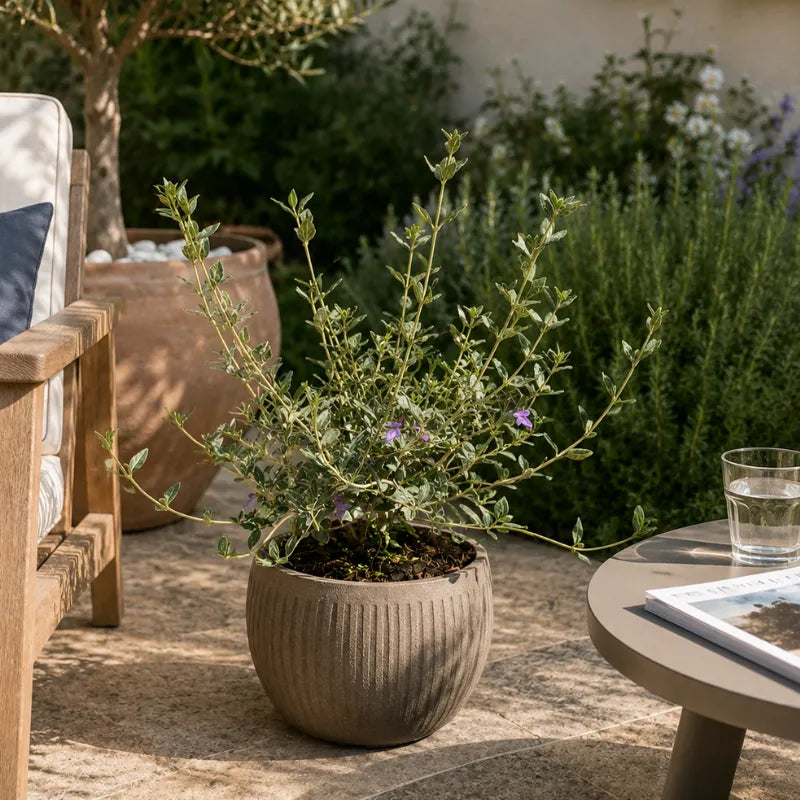 teucrium fruticans ornamentale in vaso grigio per patio e outdoor living