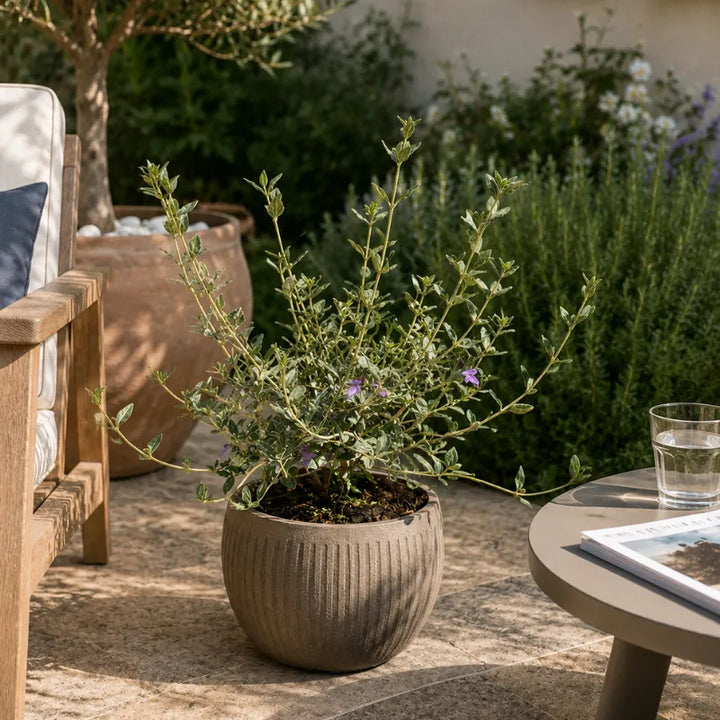 teucrium fruticans ornamentale in vaso grigio per patio e outdoor living