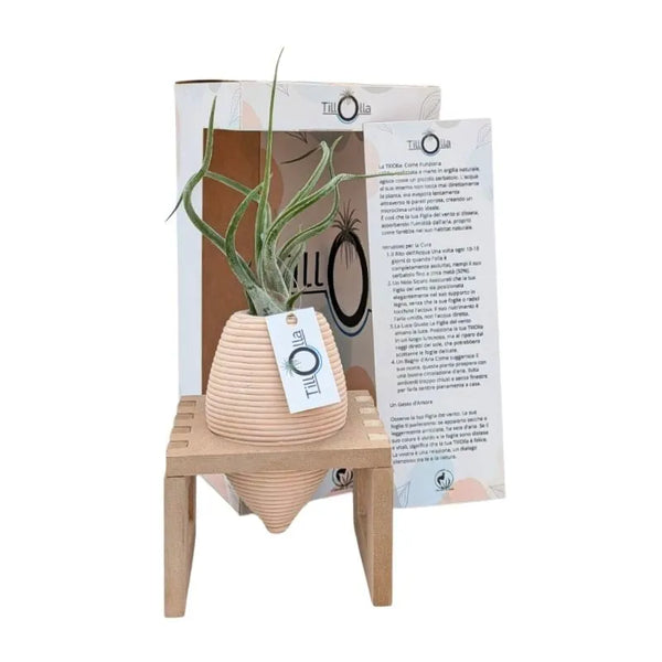 TillOlla mit Tillandsia caput medusae