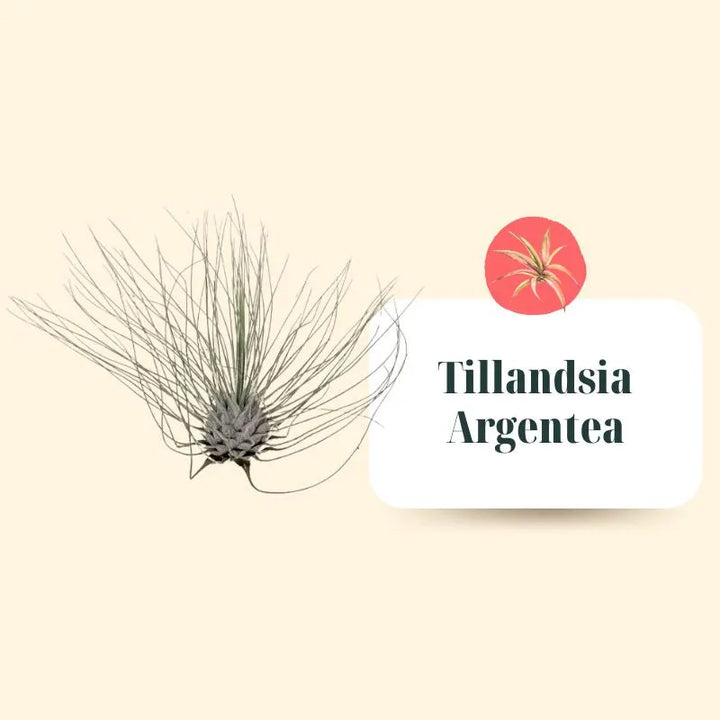 Set de Tillandsias Premium – XL
