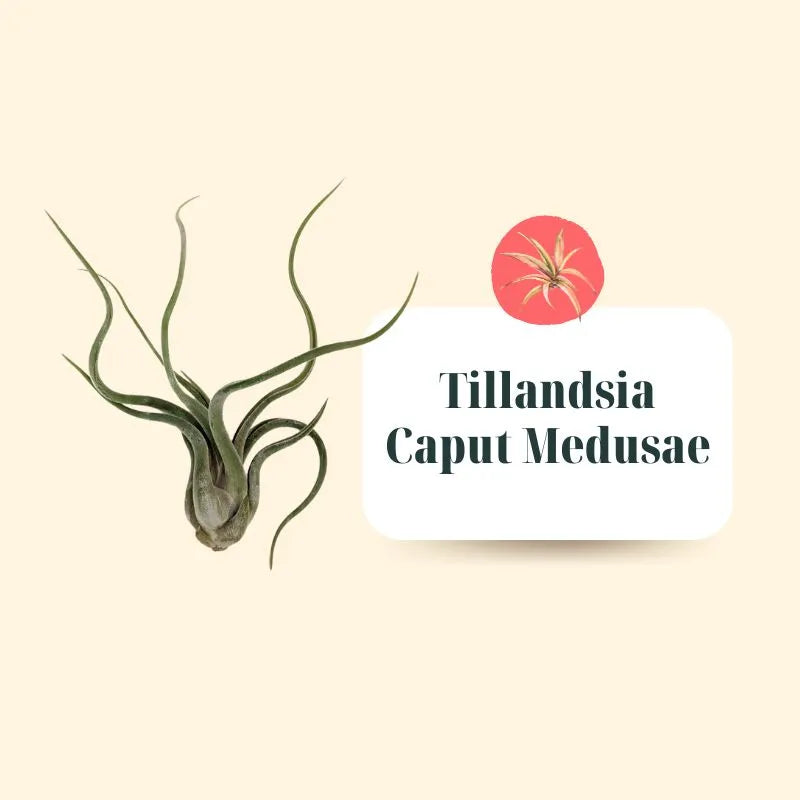 Premium Tillandsia Set – L