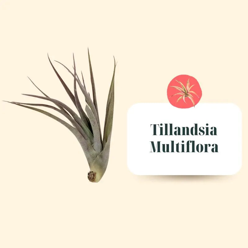 Tillandsie Premium Set – S