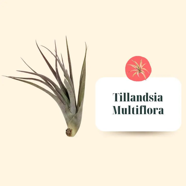 Tillandsie Premium Set – S