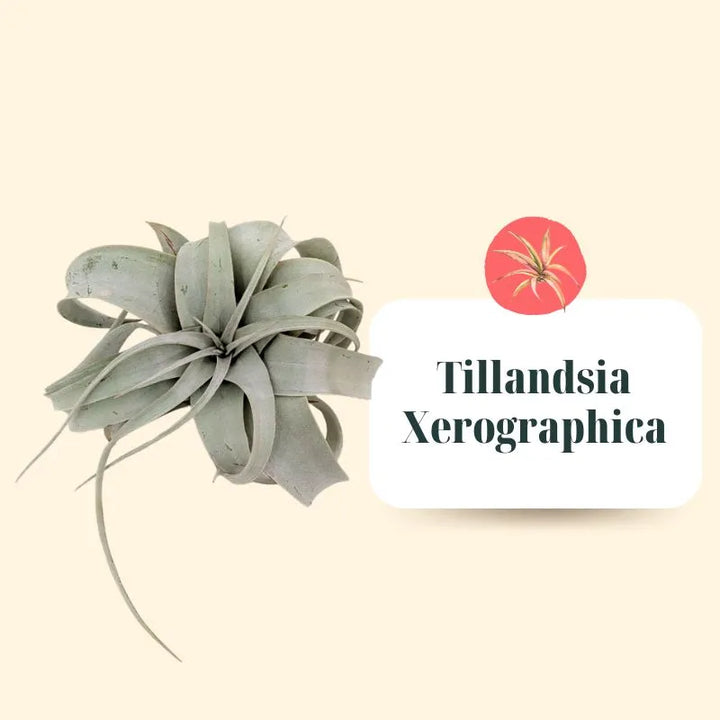 Tillandsie Premium Set – S