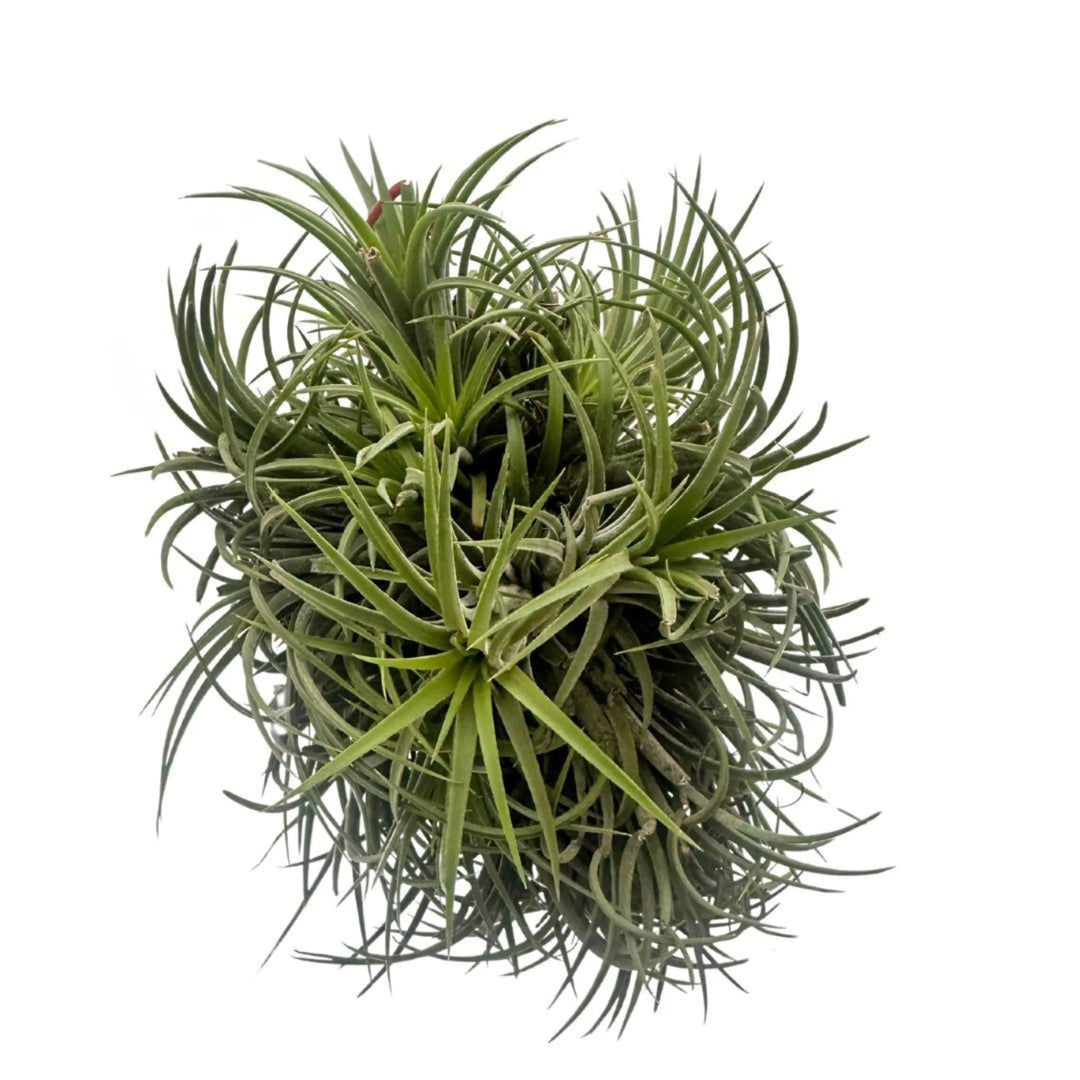 Tillandsia Ionantha Verde XXL con foglie carnose e compatte

