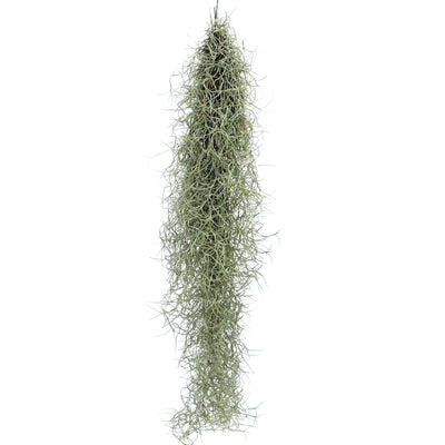 Tillandsia Usneoides L.80 cm