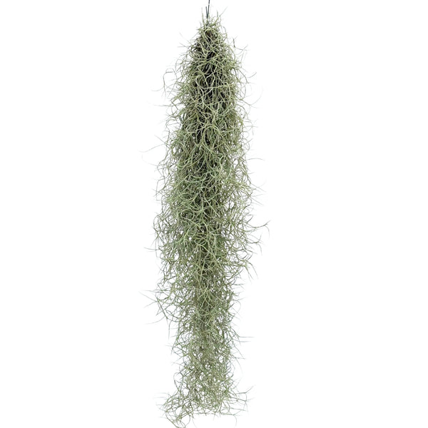 Tillandsia Usneoides L.80 cm
