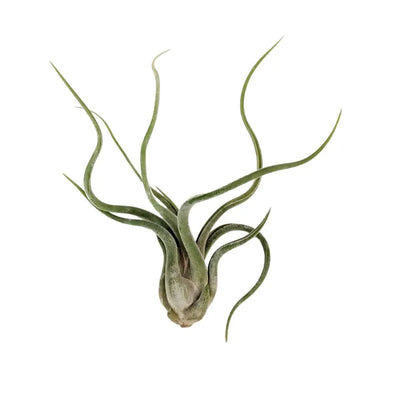Tillandsia caput medusae