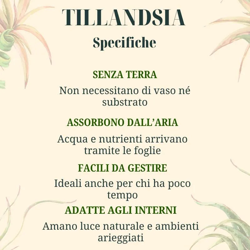 infografica che motra le prprieta delle Tillandsia