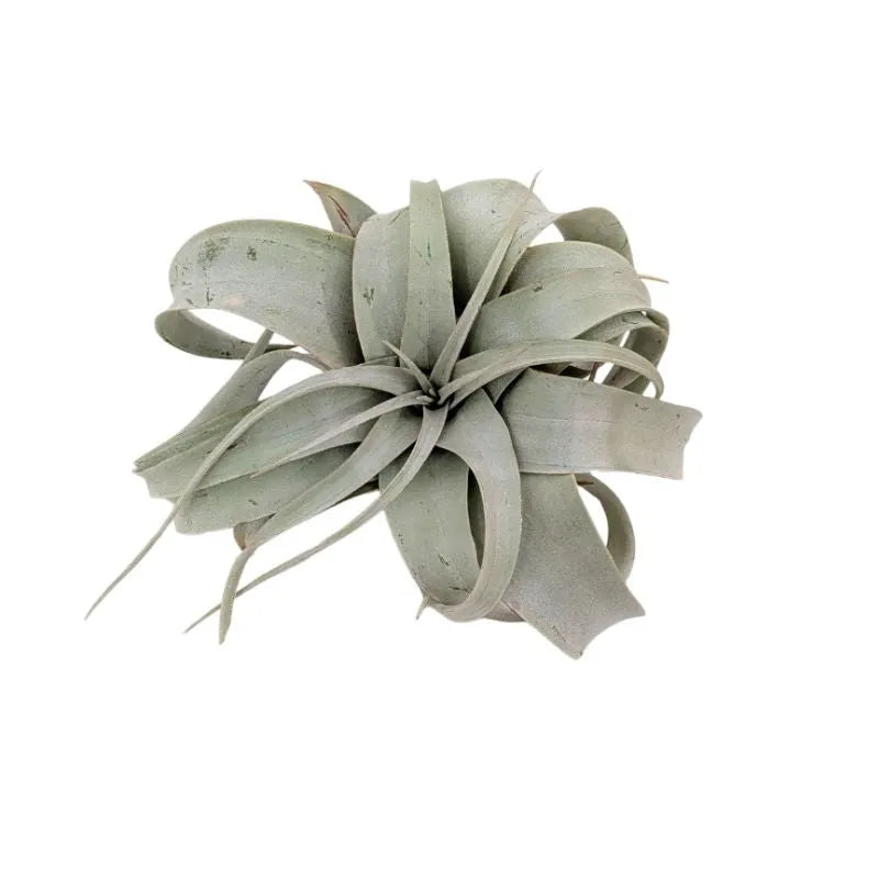 primo piano della Tillandsia xerographica 