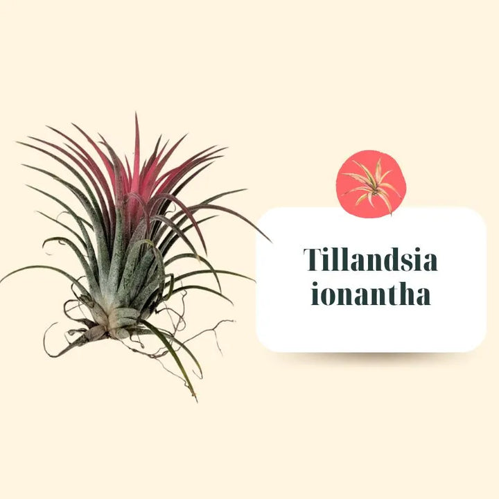 Set de Tillandsias Premium – XL