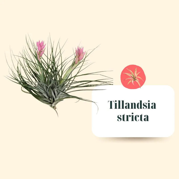 Tillandsie Premium Set – S