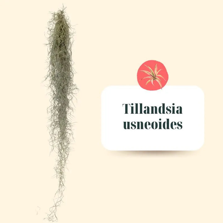 Set de Tillandsias Premium – XL